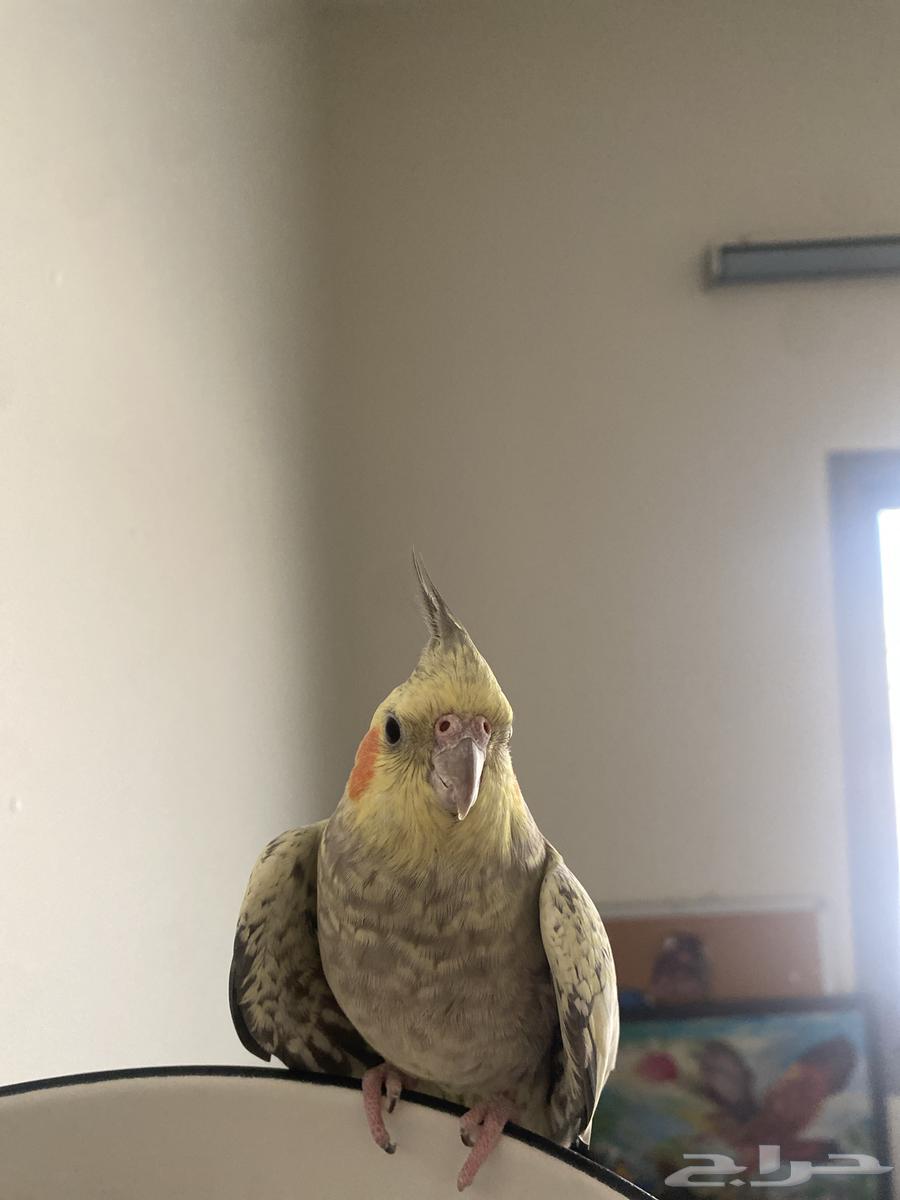 حيوان كروان64556973518082113