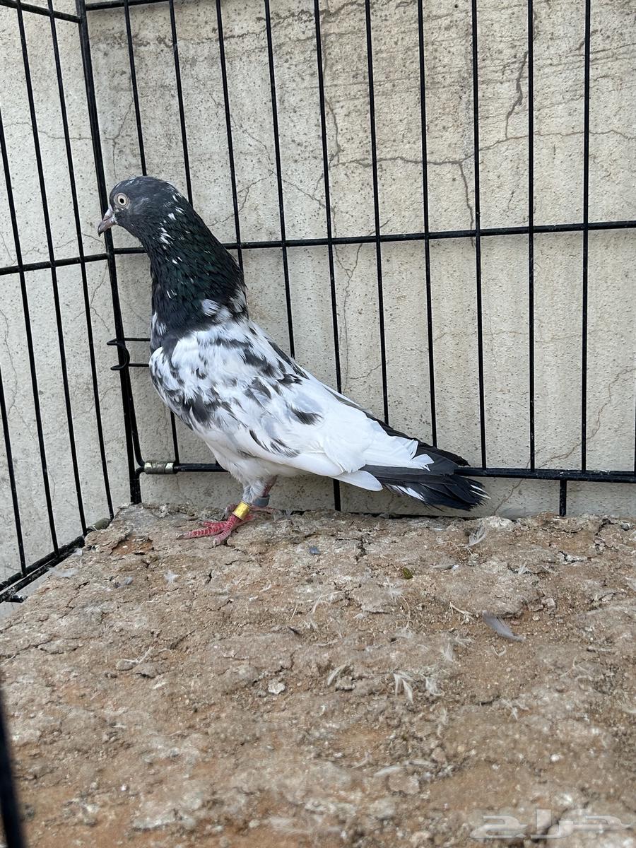 حمام باكستاني تم البيع64560150573058113