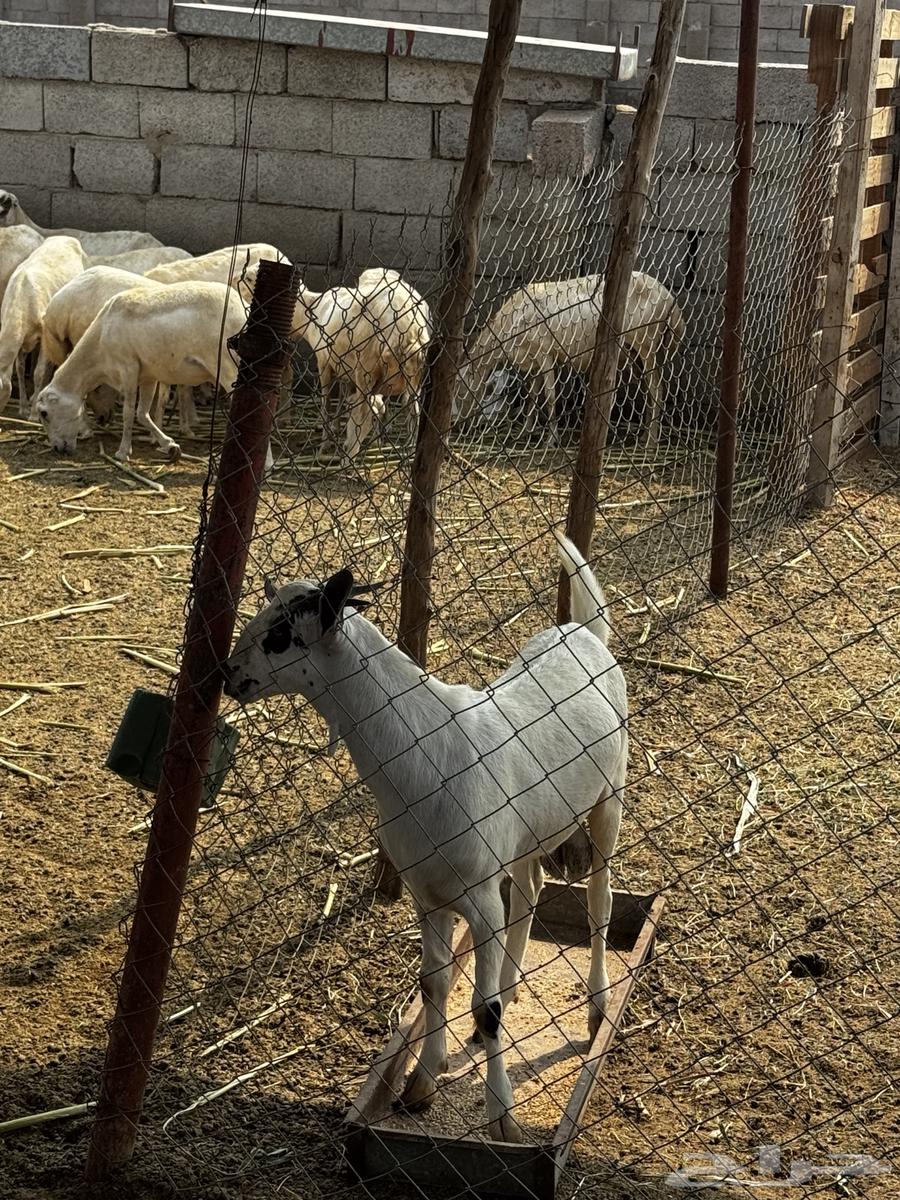 Tais64558072814977113