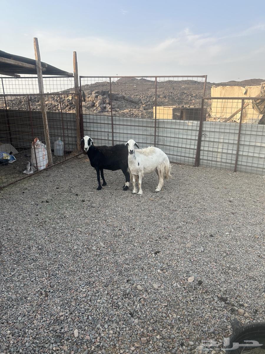 Stone sheep and free sheep Hil64437194084737111