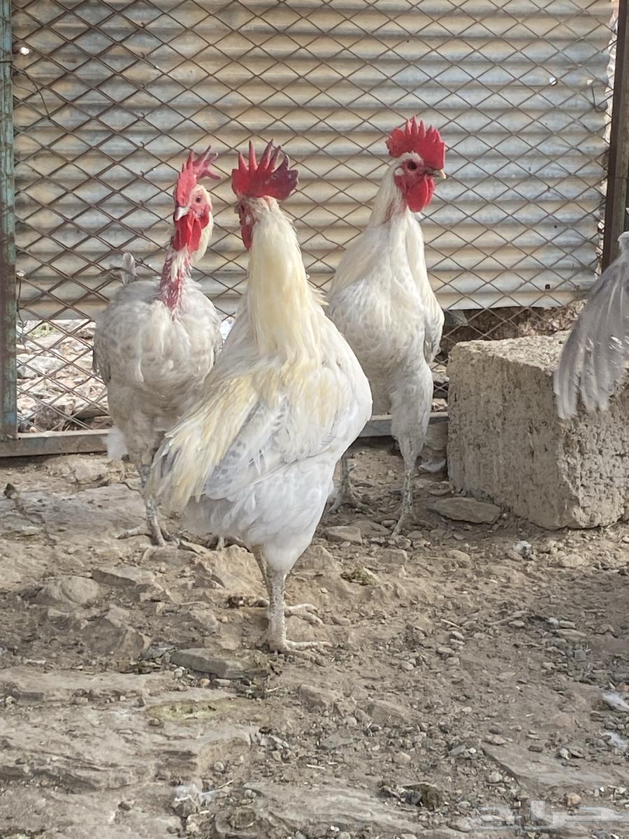 ديوك فيومي مسامير64558003960963113