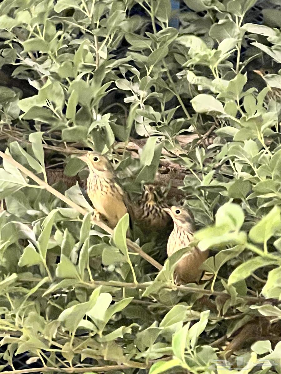 برابيز للبيع64557615183619111