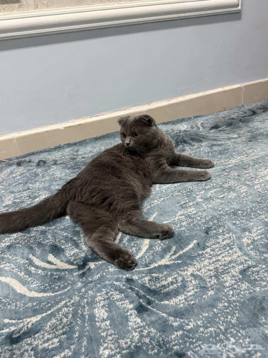 قطة سكوتش فولد للبيع64556860905090111