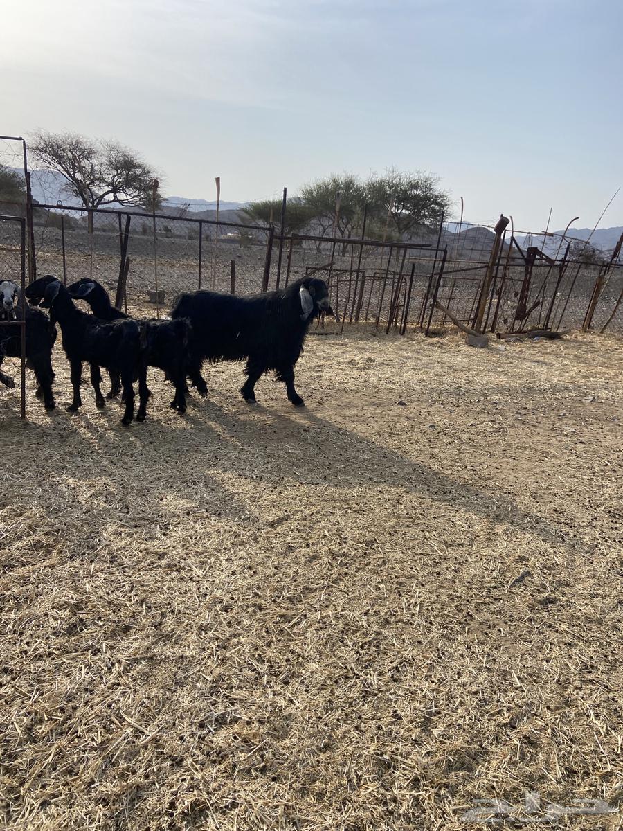 للبيع تيس فحل عارضي64559154563457111