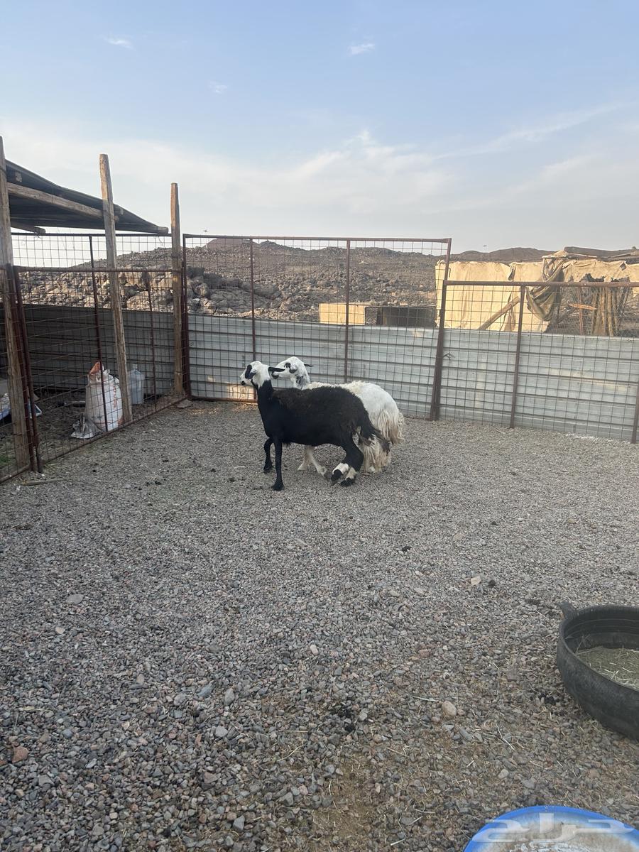 Stone sheep and free sheep Hil64437194084737114