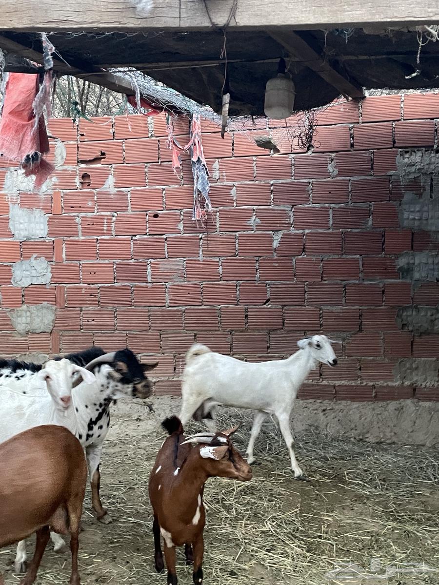 معزا مقاني. تم البيع64559911444994111