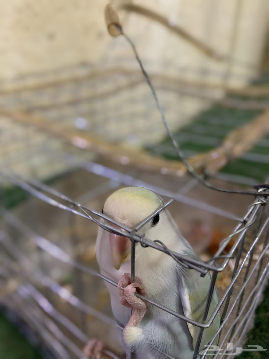 Daily Bird64559393676034111