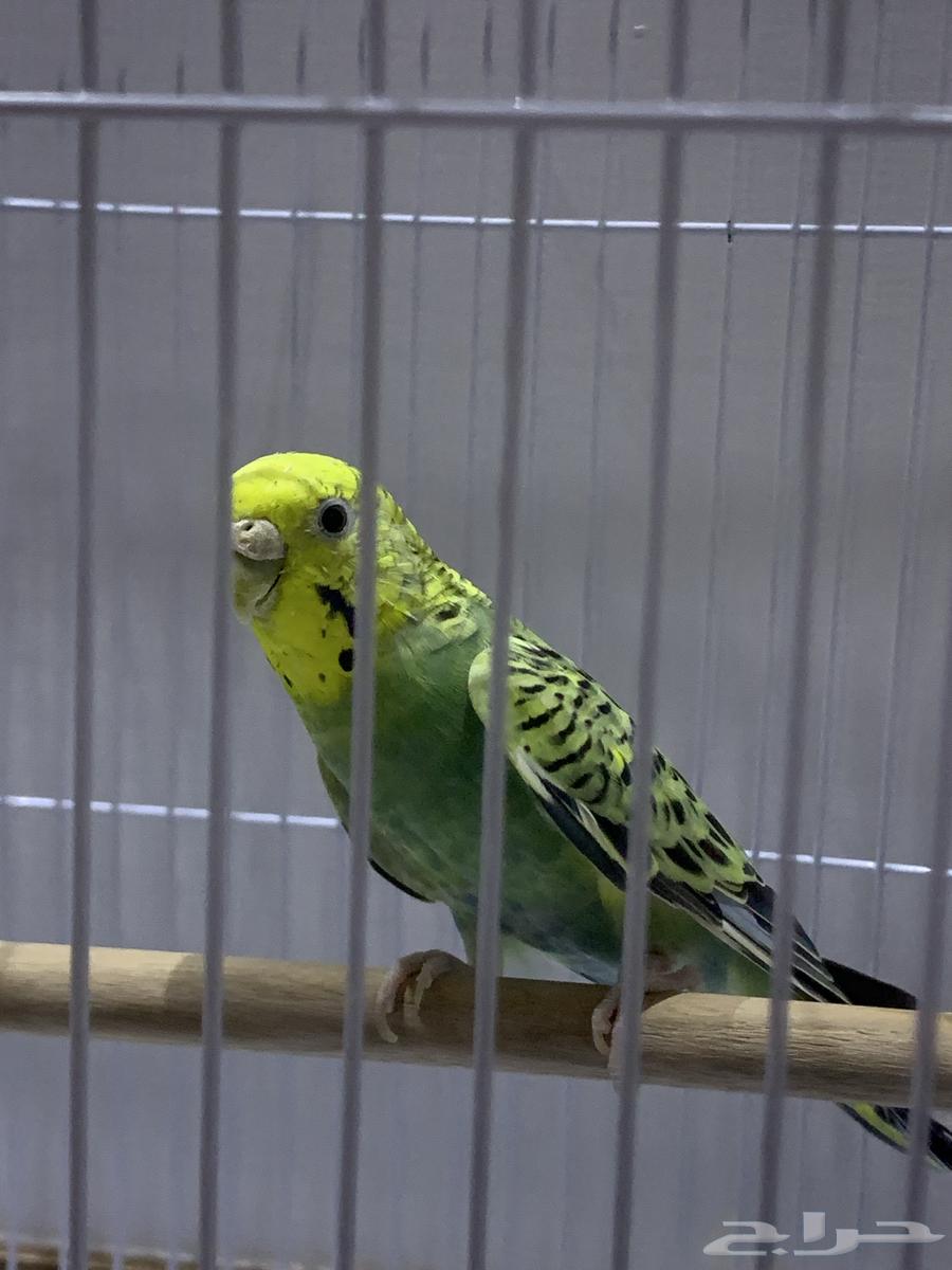 Lovebird with food not preserved64559743620098110