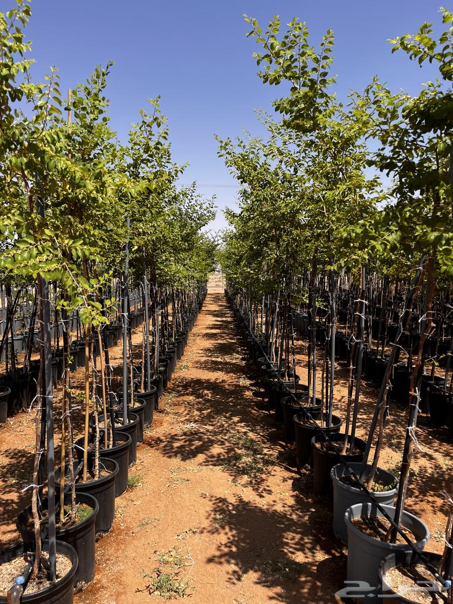 Local Sidr Trees, African Acacia, Other Trees64561740637058110