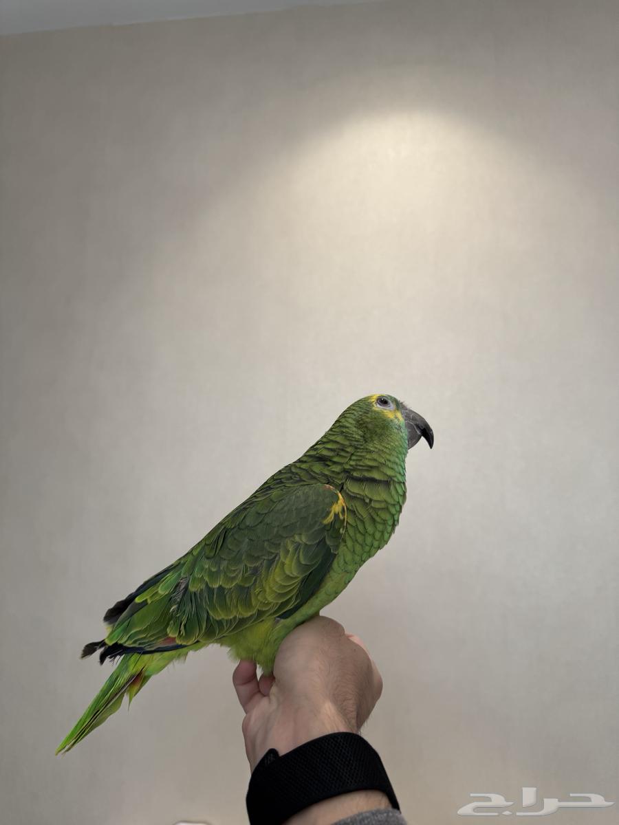 امازوني بلوفرنتد امزوني للبيع فرخ64562151818882111