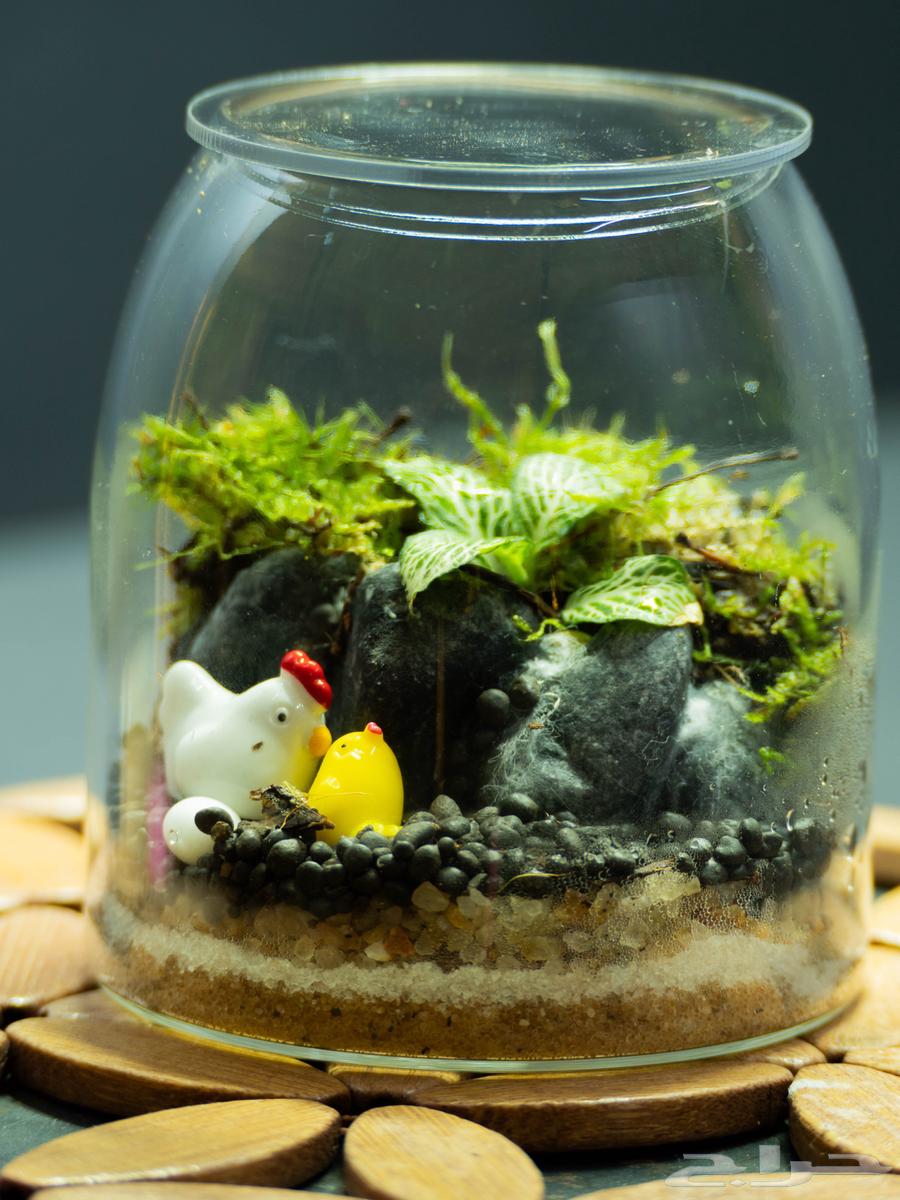 حوض تيراريوم طبيعي - زين مكتبك بلمسة طبيعية قصة داخل زجاجة64556154948738112