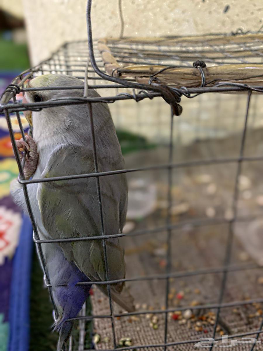 Daily Bird64559393676034110