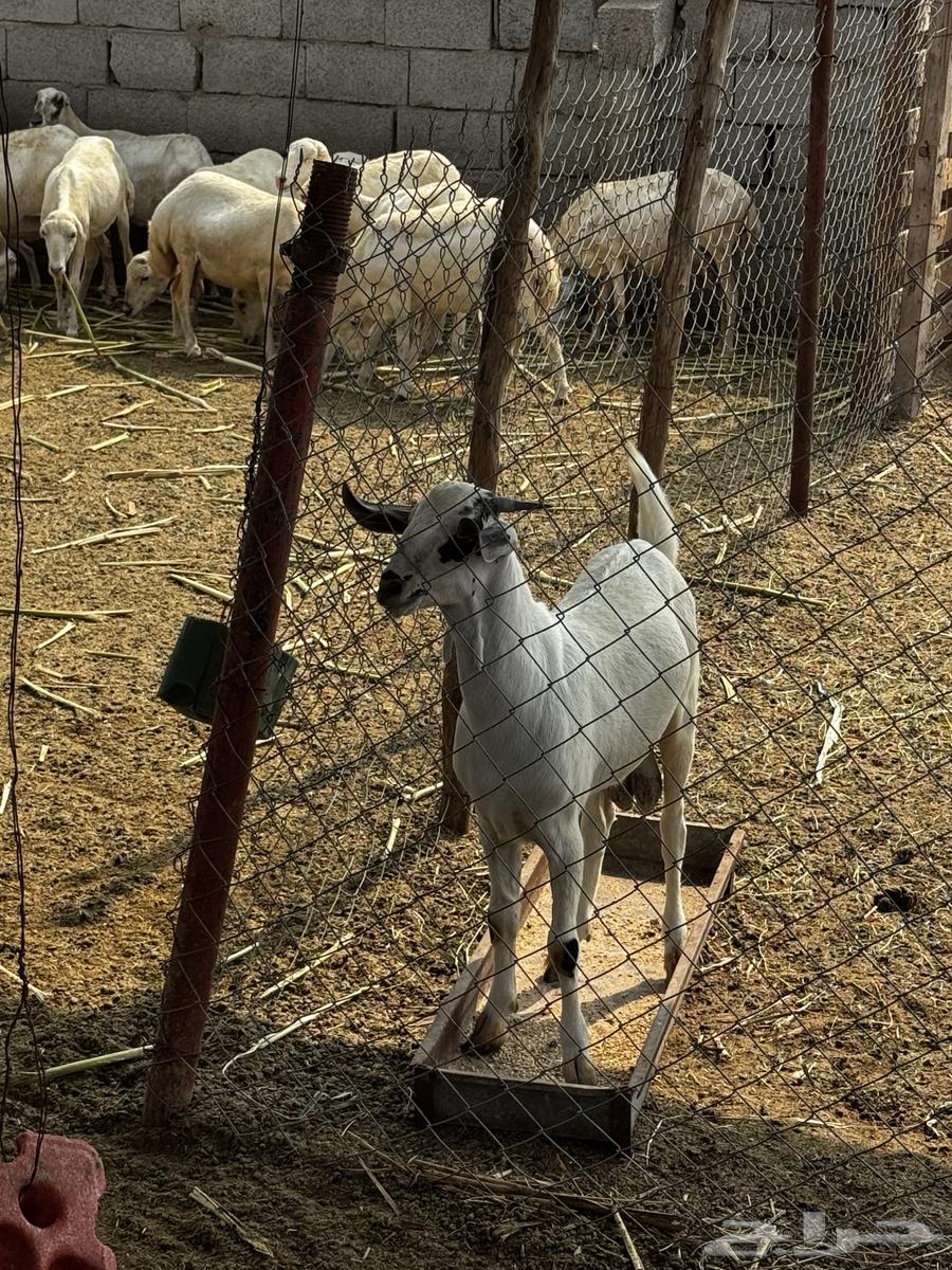 Tais64558072814977112