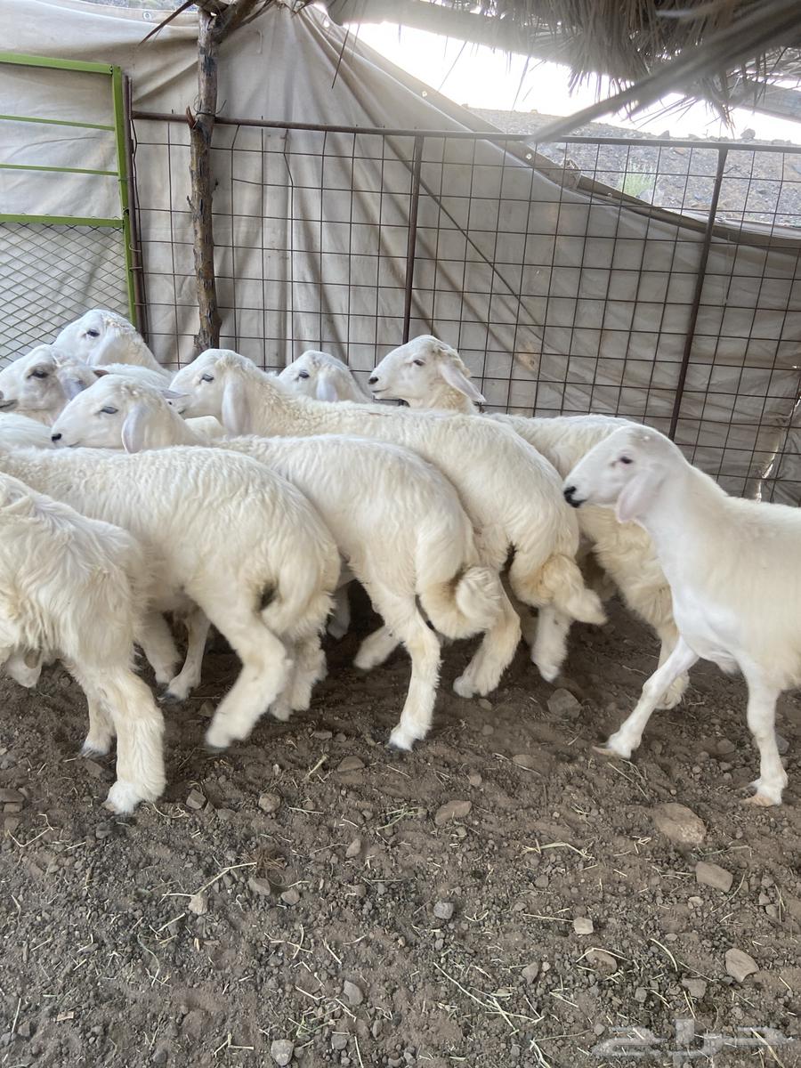 للبيع طليان العدد 1364559238561922112