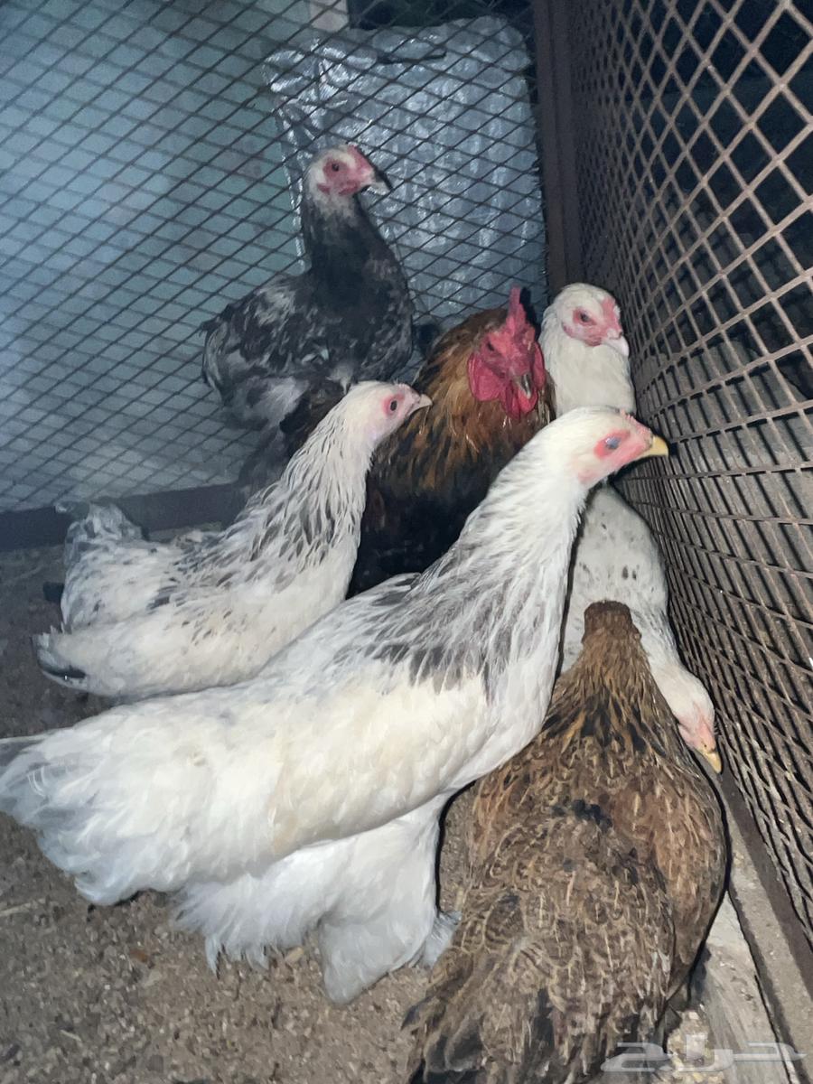 دجاج براهما64561221993859111