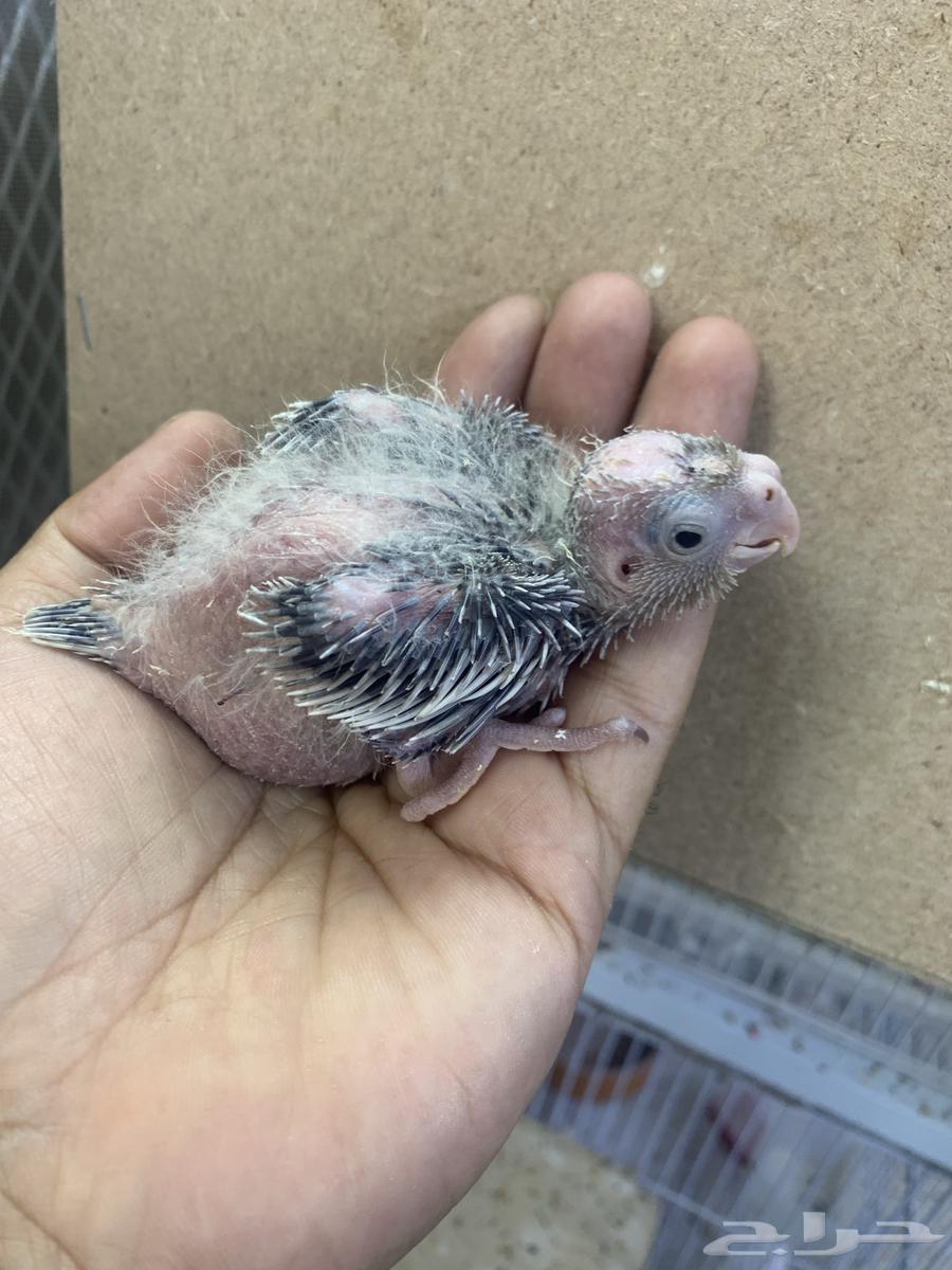 Farak Crowan64557154740482110