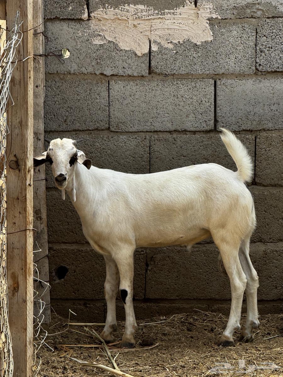 Tais64558072814977111