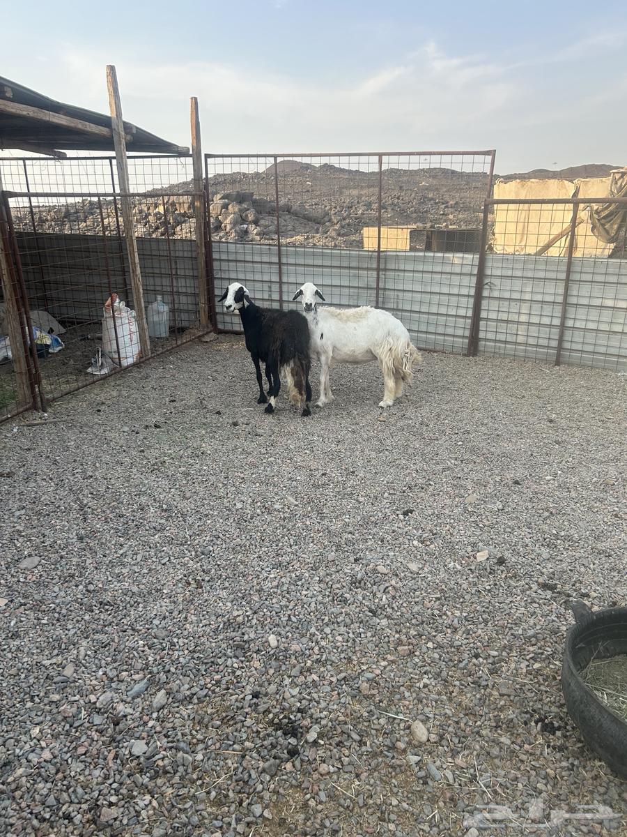 Stone sheep and free sheep Hil64437194084737112