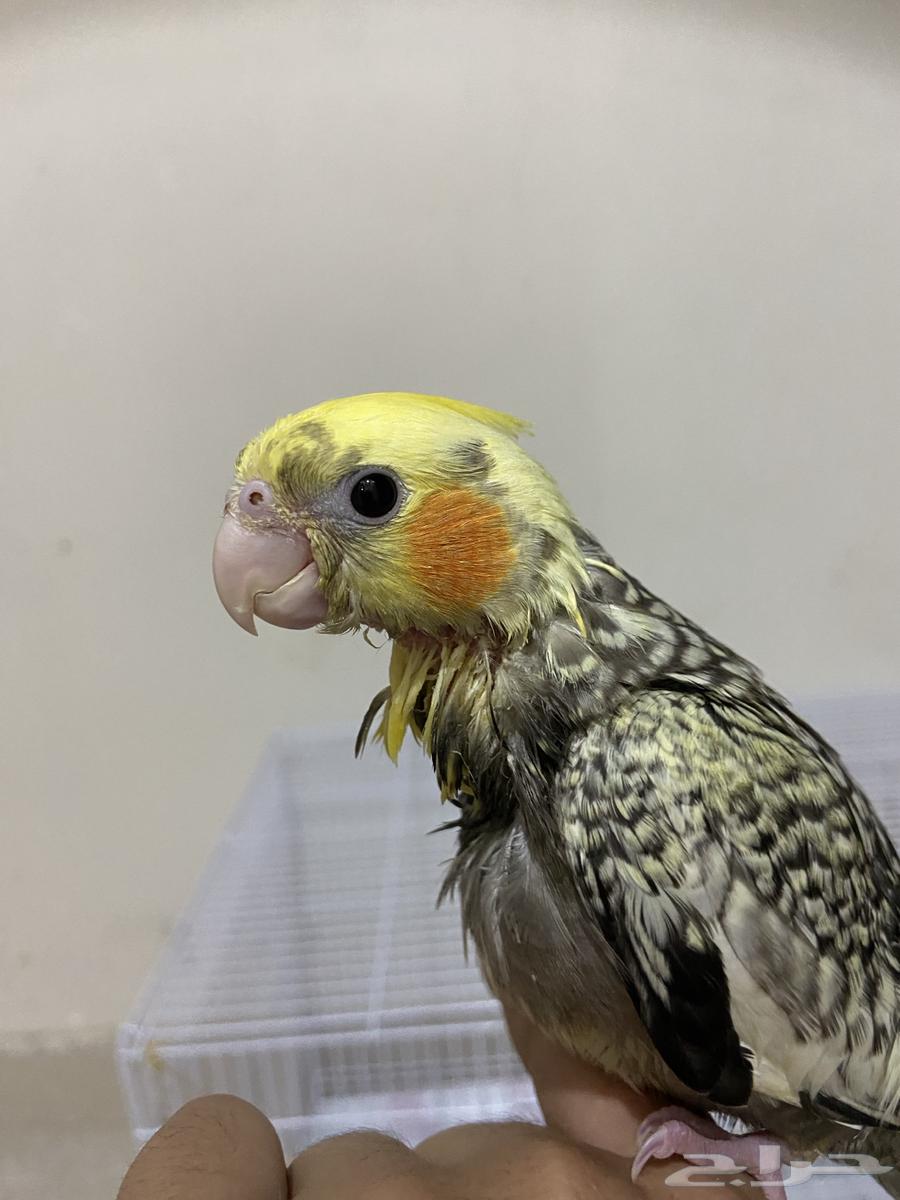 A beautiful semi-weaned crow chick, health be praised, God bless, with all necessities64555871022209111