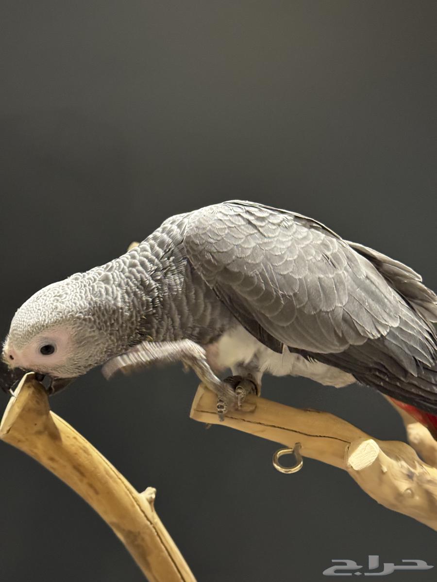 فرخ كاسكو هدد مفطوم وأليف سوبر جمبو64558850499842111