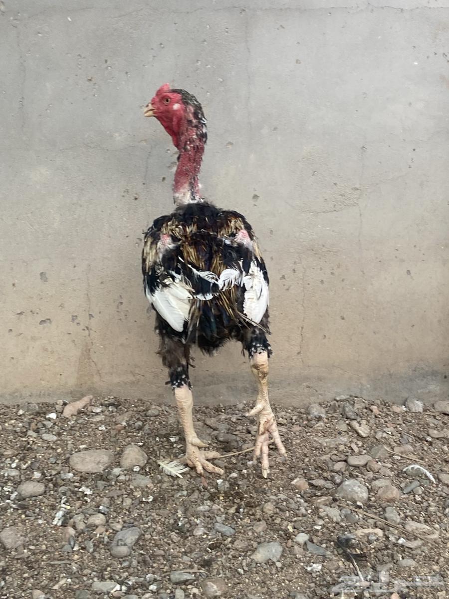 ديك باكستاني64559196326017112