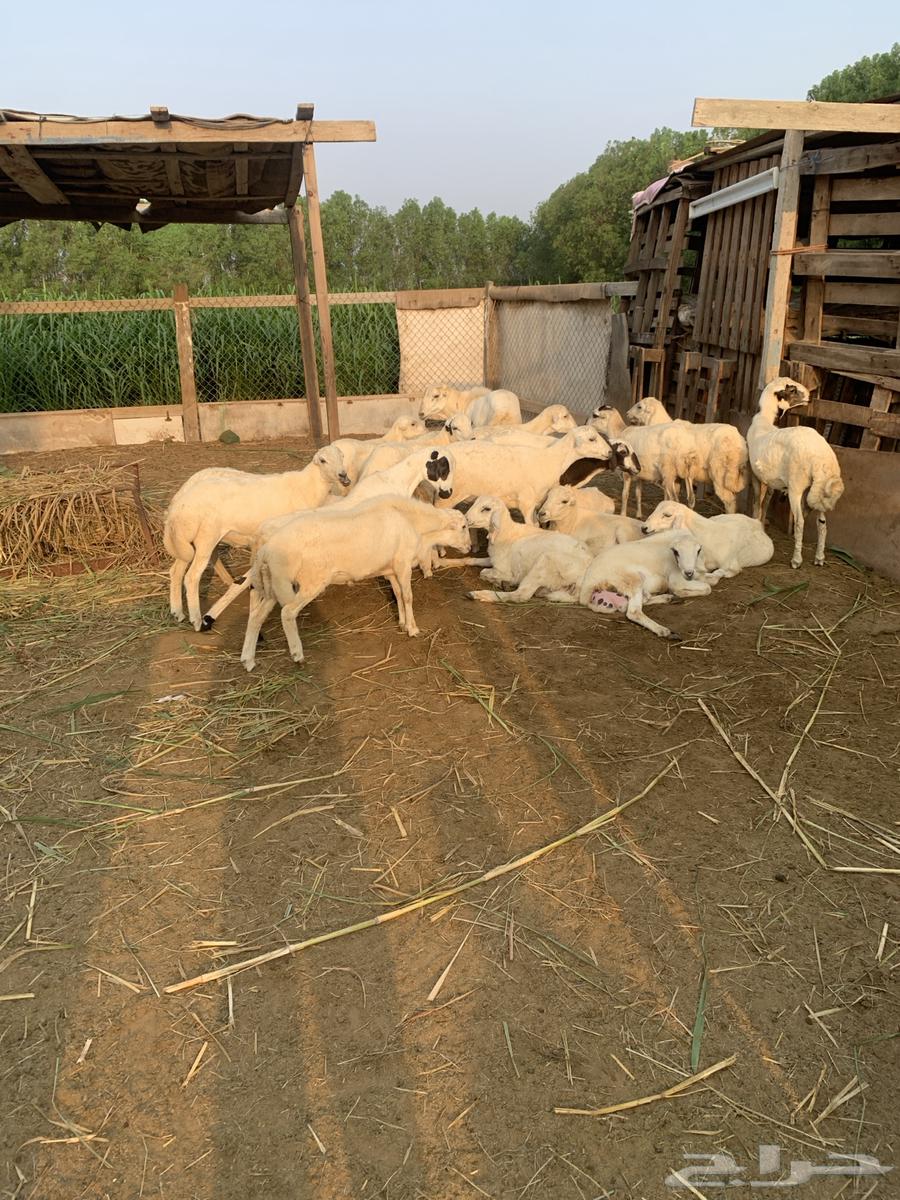 غنم للبيع ( تم البيع )64555124245379112