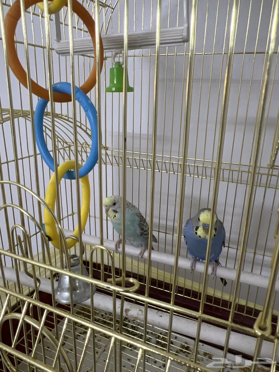 طيور للبيع صحتهم ممتازه مع القفص64558544582274112