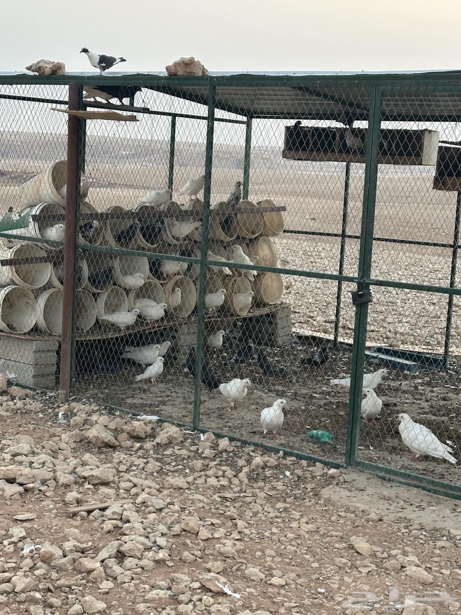 Pigeon coop with more French and local pigeons64559168567811110