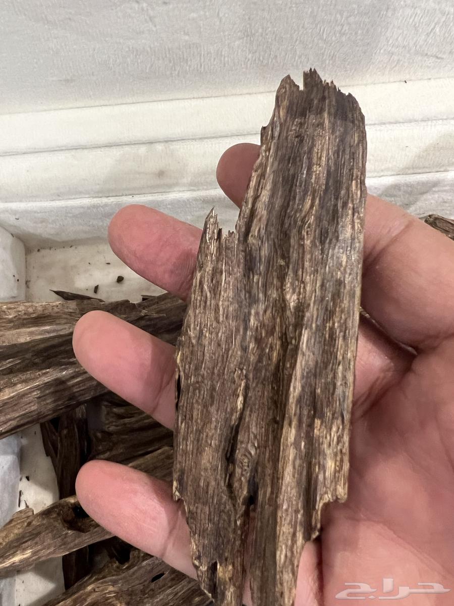 عود هندي نجلاند طبيعي64556734857474113