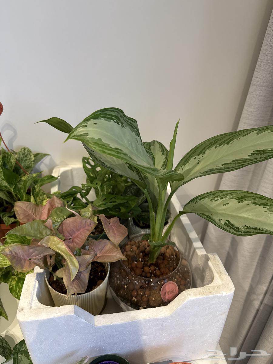 نباتات داخليه64557601028865110