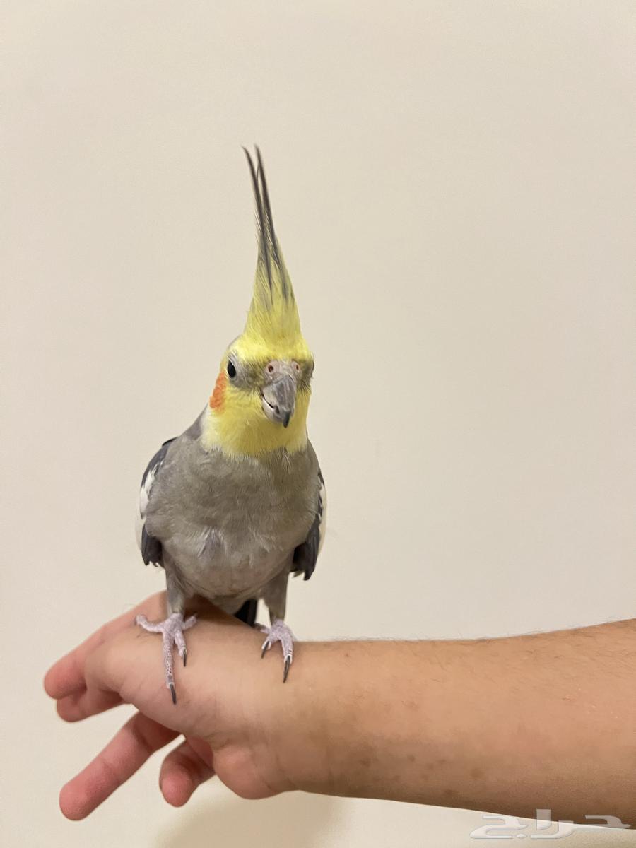 طيور كوكتيل كروان64555376167297114