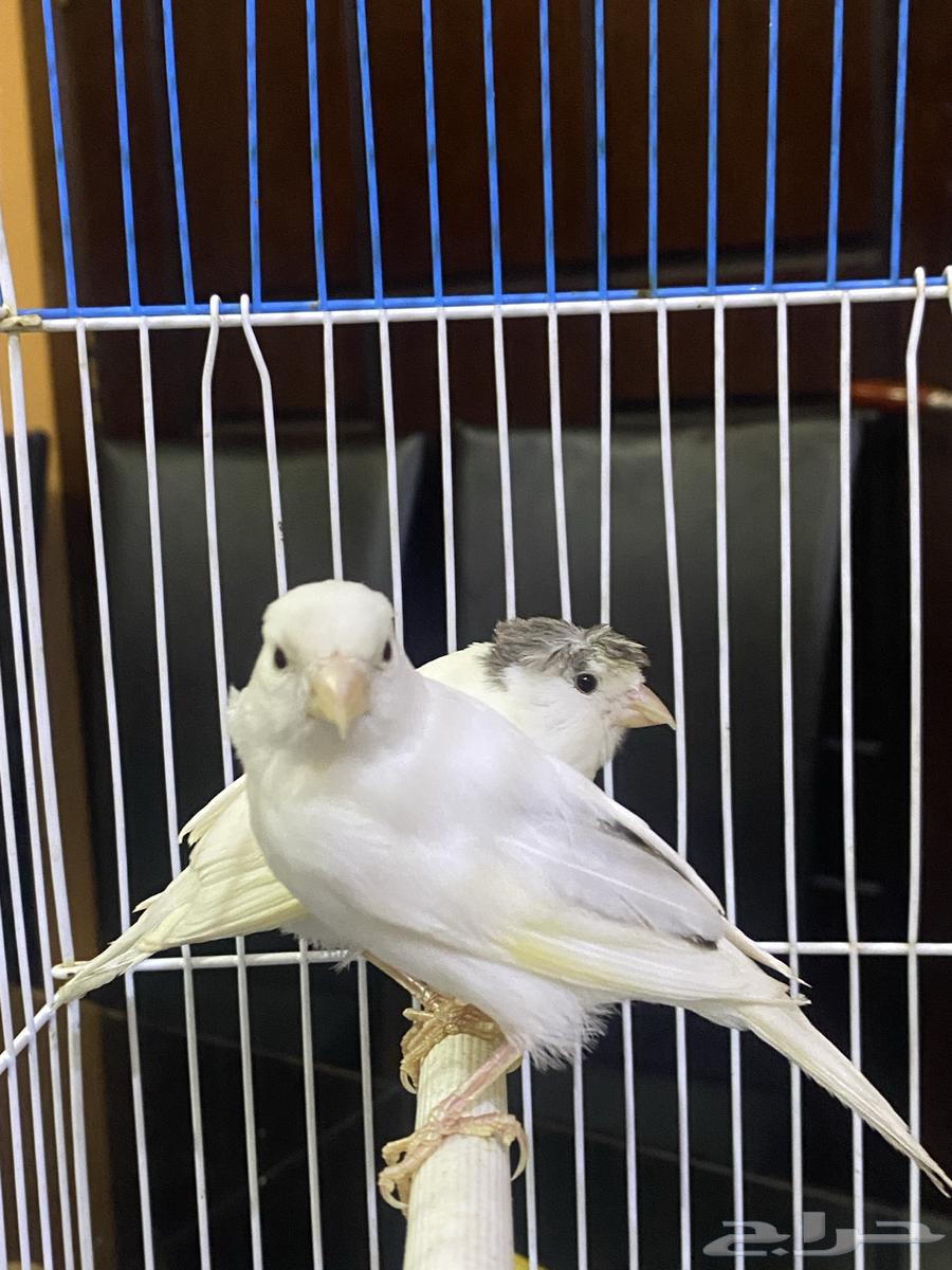 فروخ كناري بيض64559421696898110