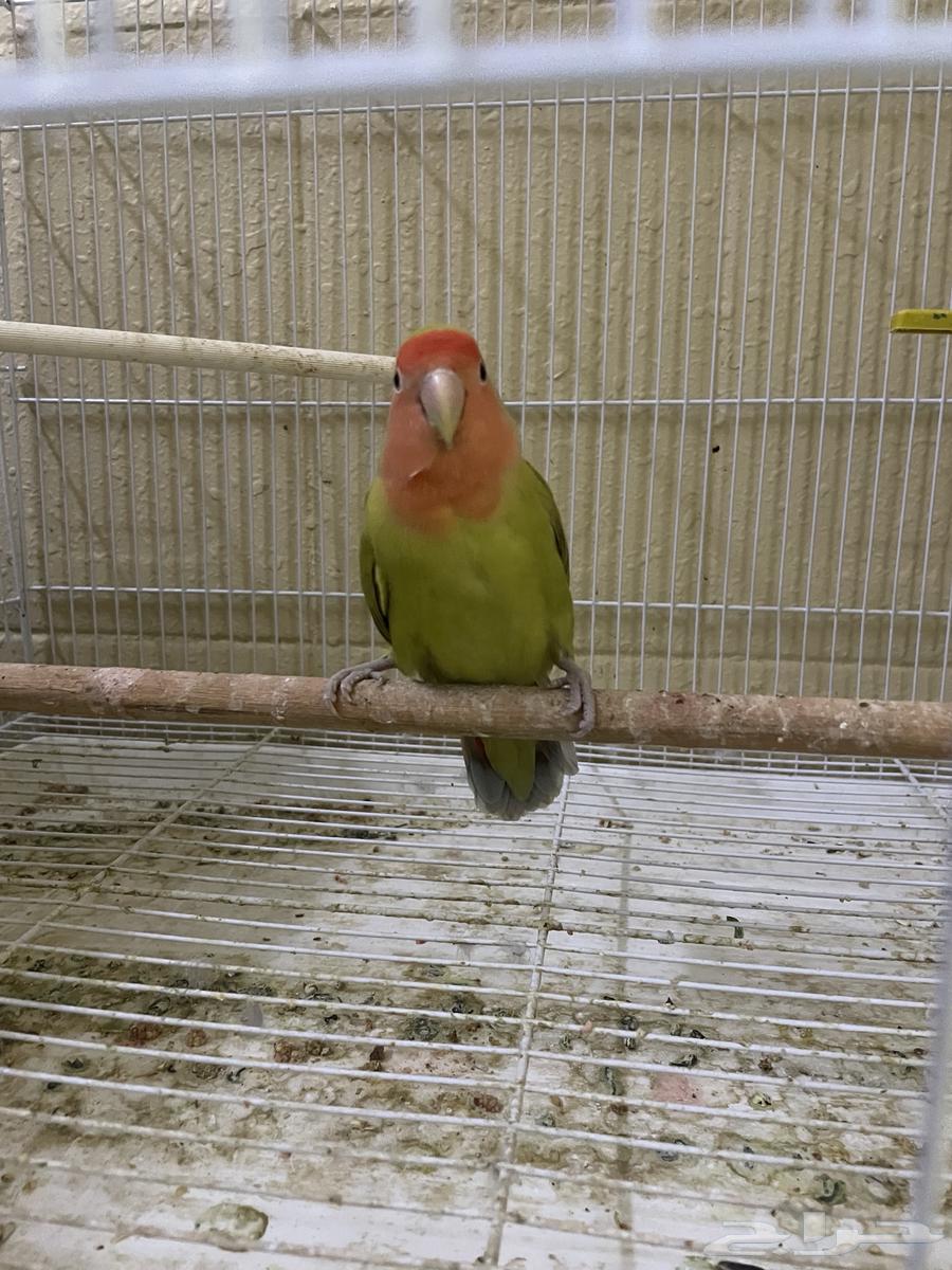 للبيع انثى روز64559351763459111