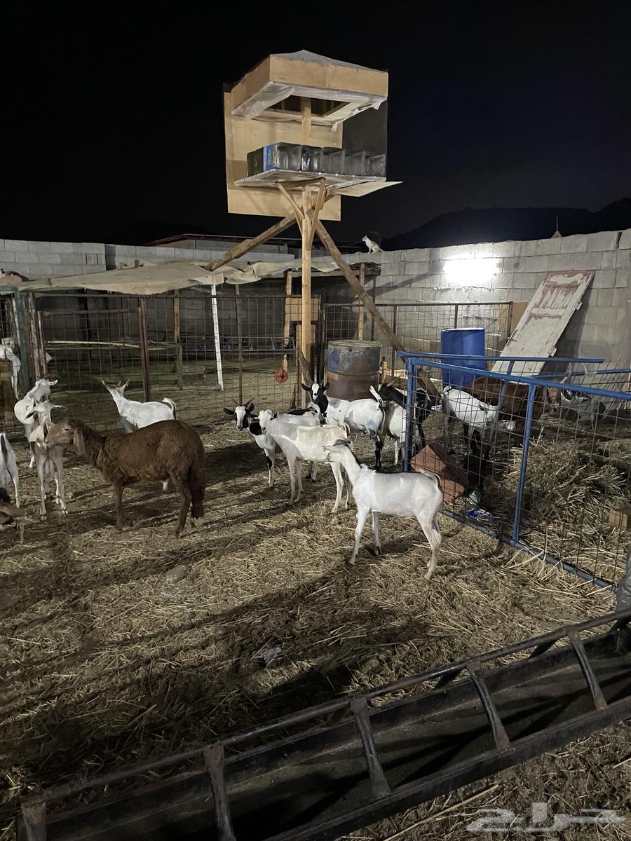 تيوس شبيه البيشي سمان64560642408449113