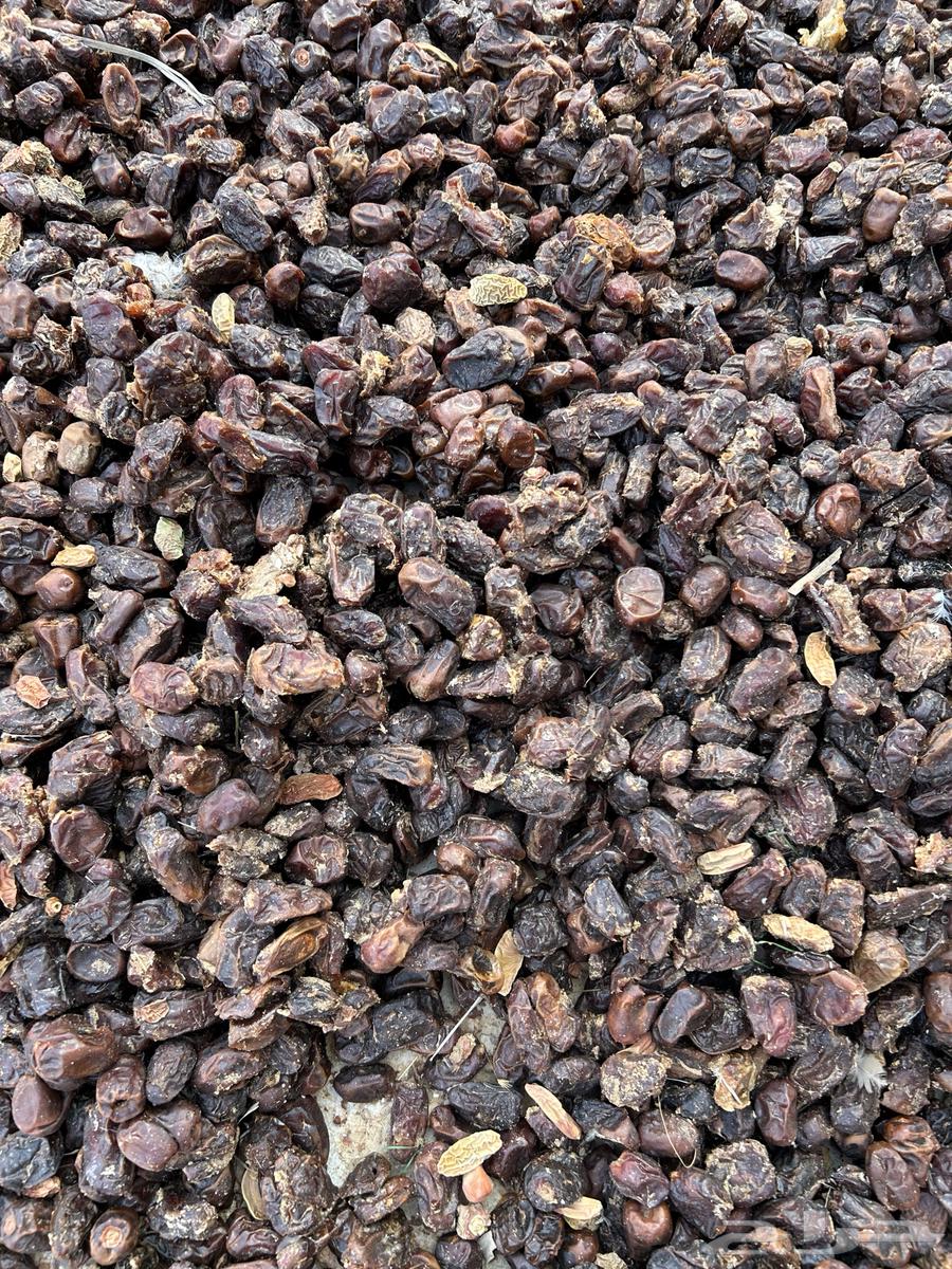 Dry fodder dates64555026467969110