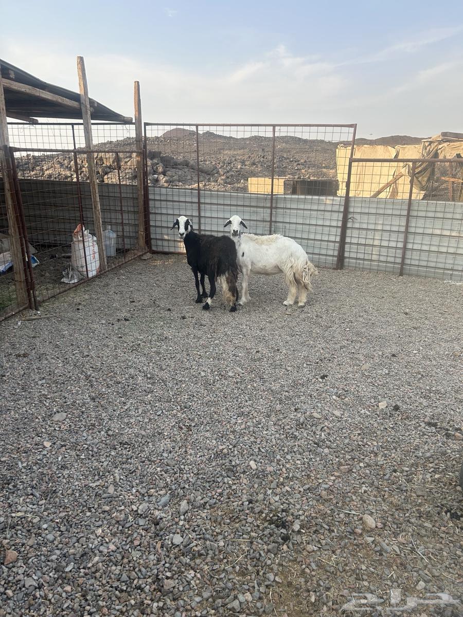 Stone sheep and free sheep Hil64437194084737113