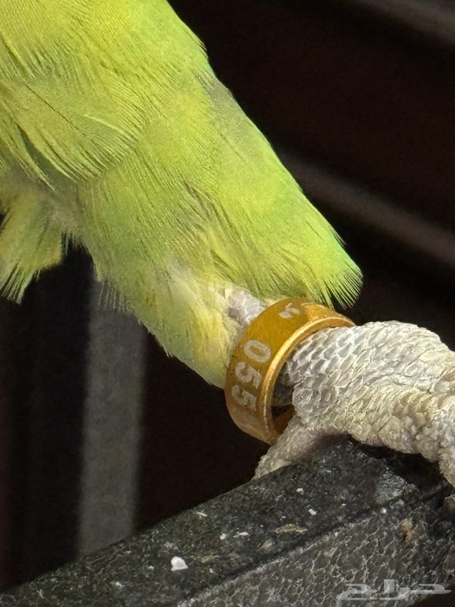 امازوني بلوفرنتد امزوني للبيع فرخ64562151818882110