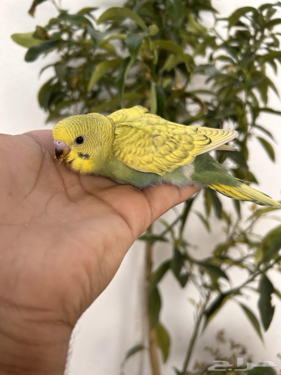 Dutch Baji Chicks for Sale, Internal and External Sound64553708600833113