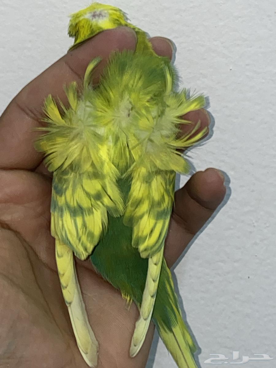 باجي هوقو64556706955778112