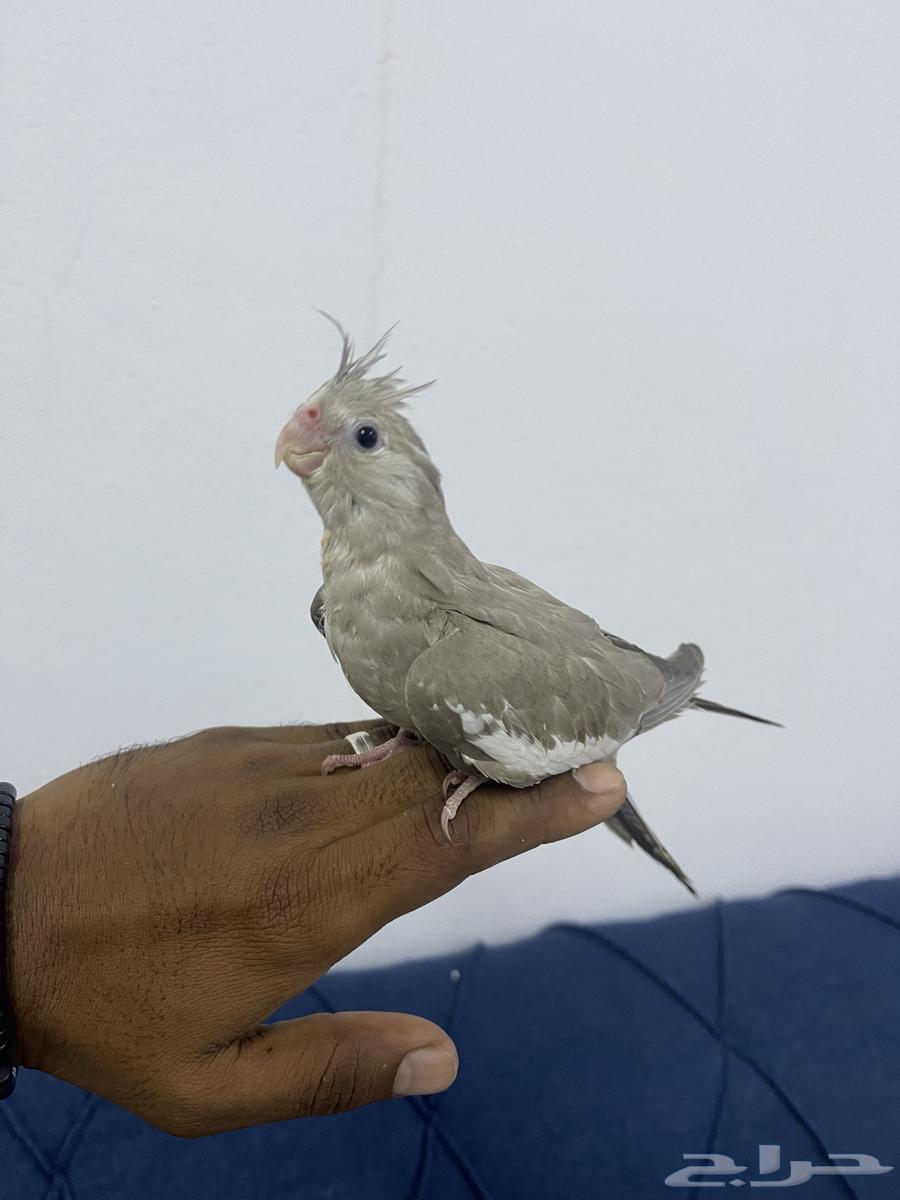 فرخ كروان اليف64560136675841110