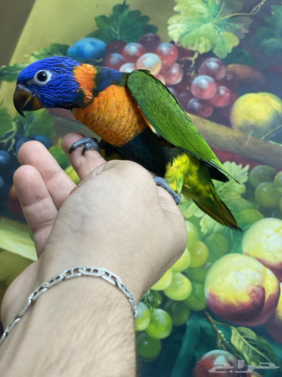 تم البيع فرخ لوري64554160734209112