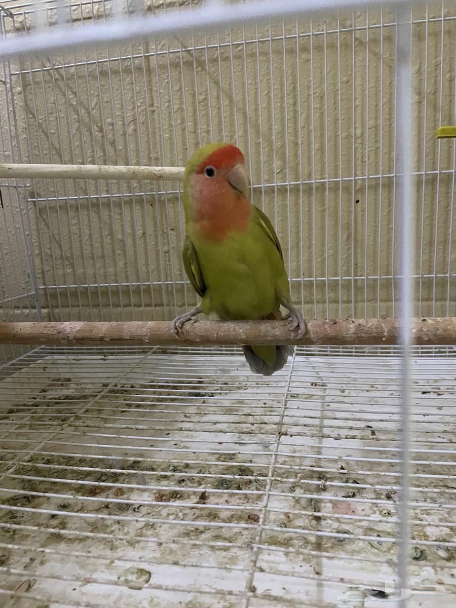 للبيع انثى روز64559351763459112