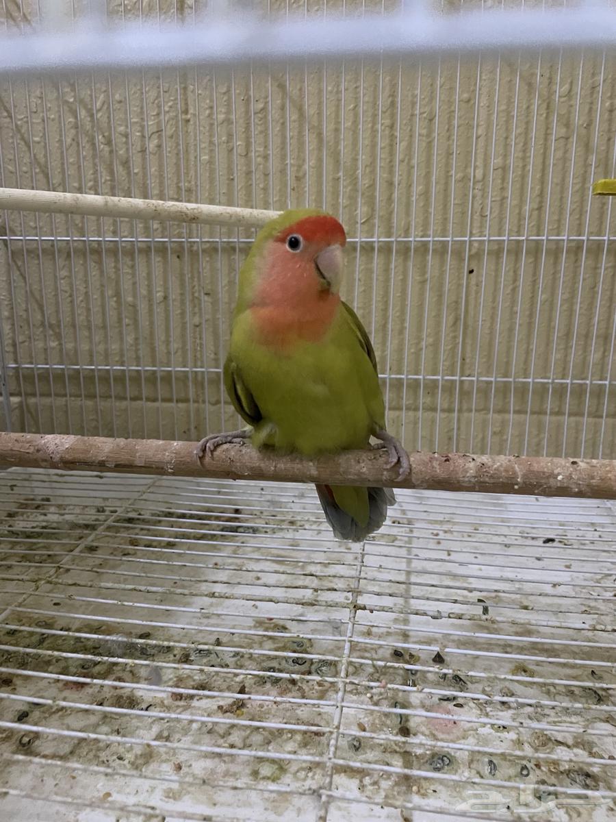 للبيع انثى روز64559351763459113