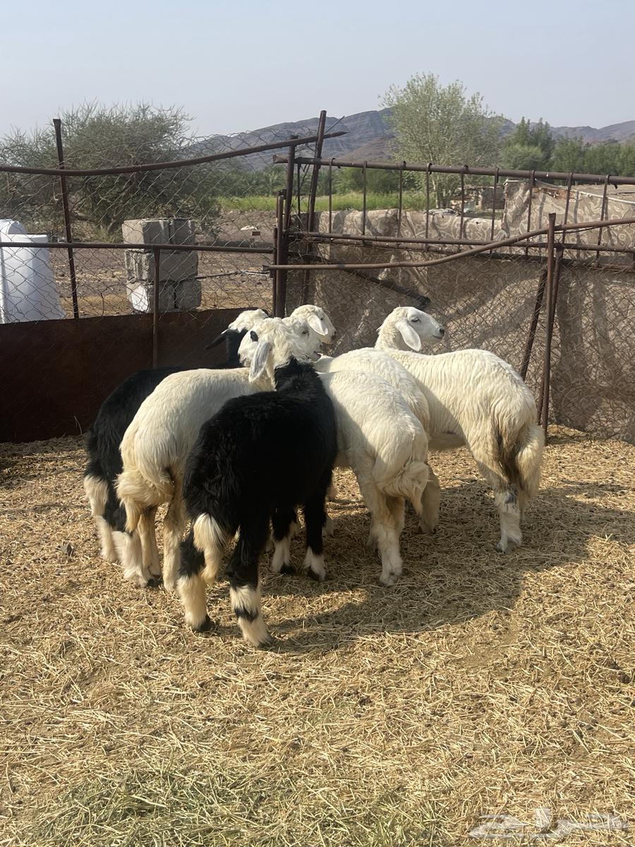 رخال ( تم البيع )64555545939585111