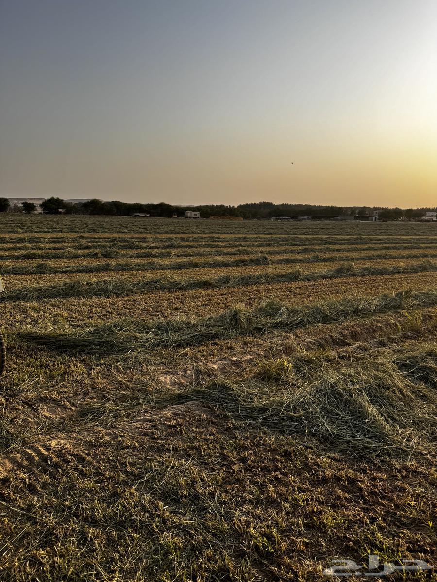 (بلوبنك)64555263773187111