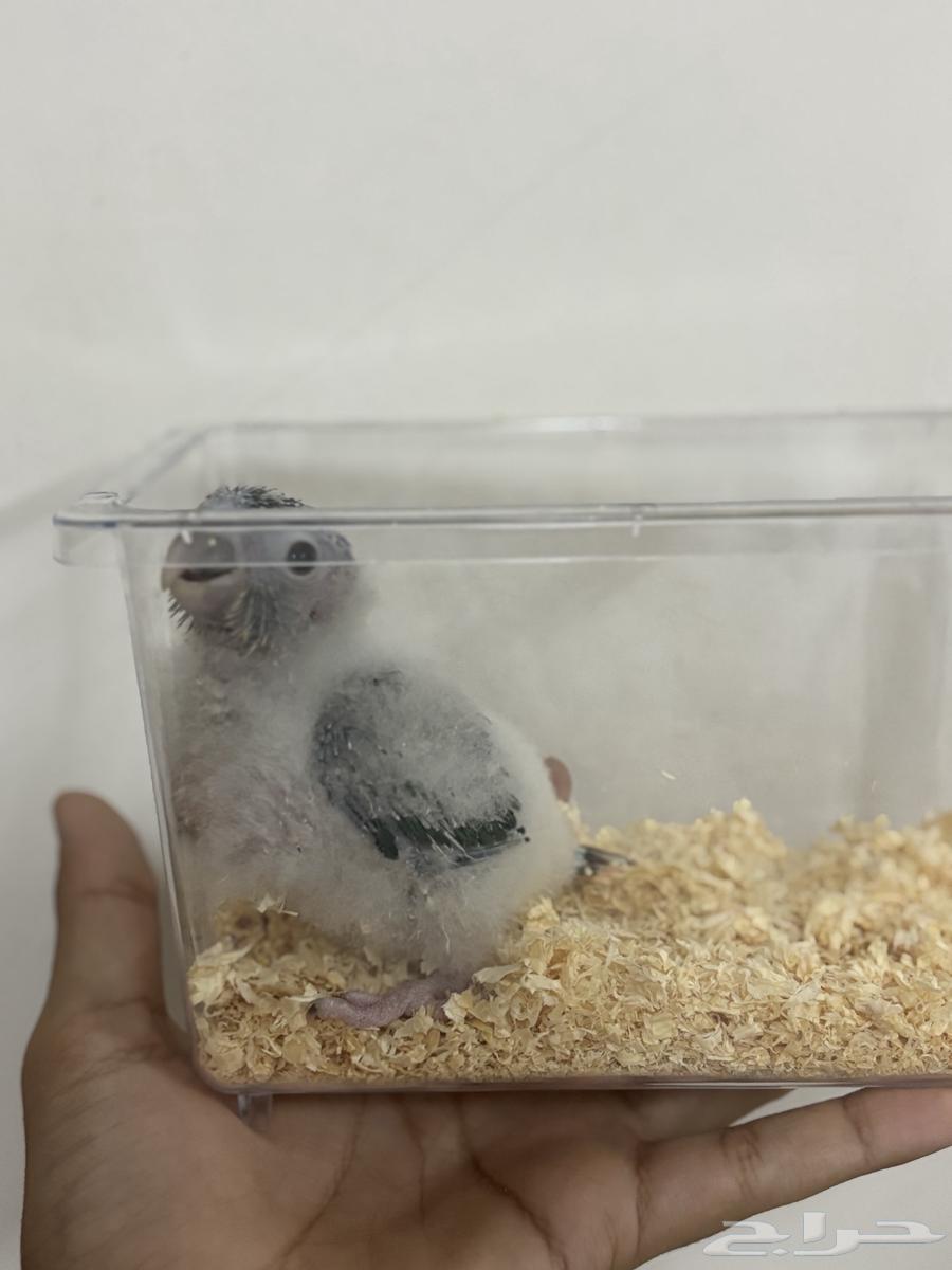 فرخ كنيور تم البيع64561517305473112