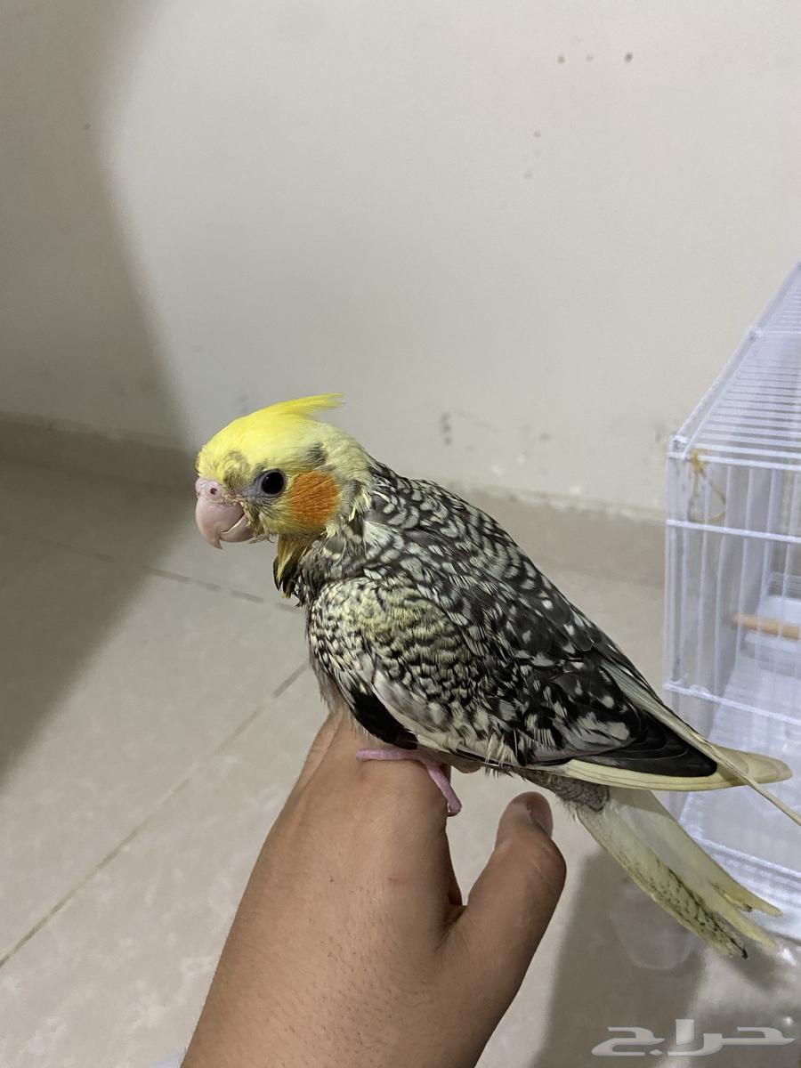 A beautiful semi-weaned crow chick, health be praised, God bless, with all necessities64555871022209110