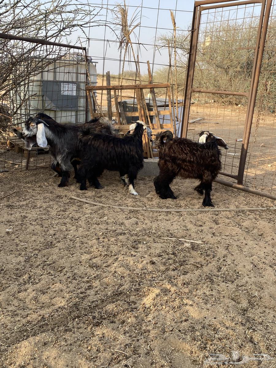Goats for Sale64558960682497113