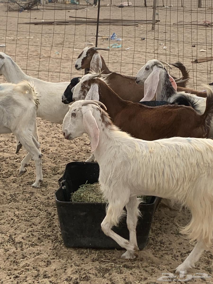 للبيع غنم حريات معزا مصريات( تم البيع64554662597505111