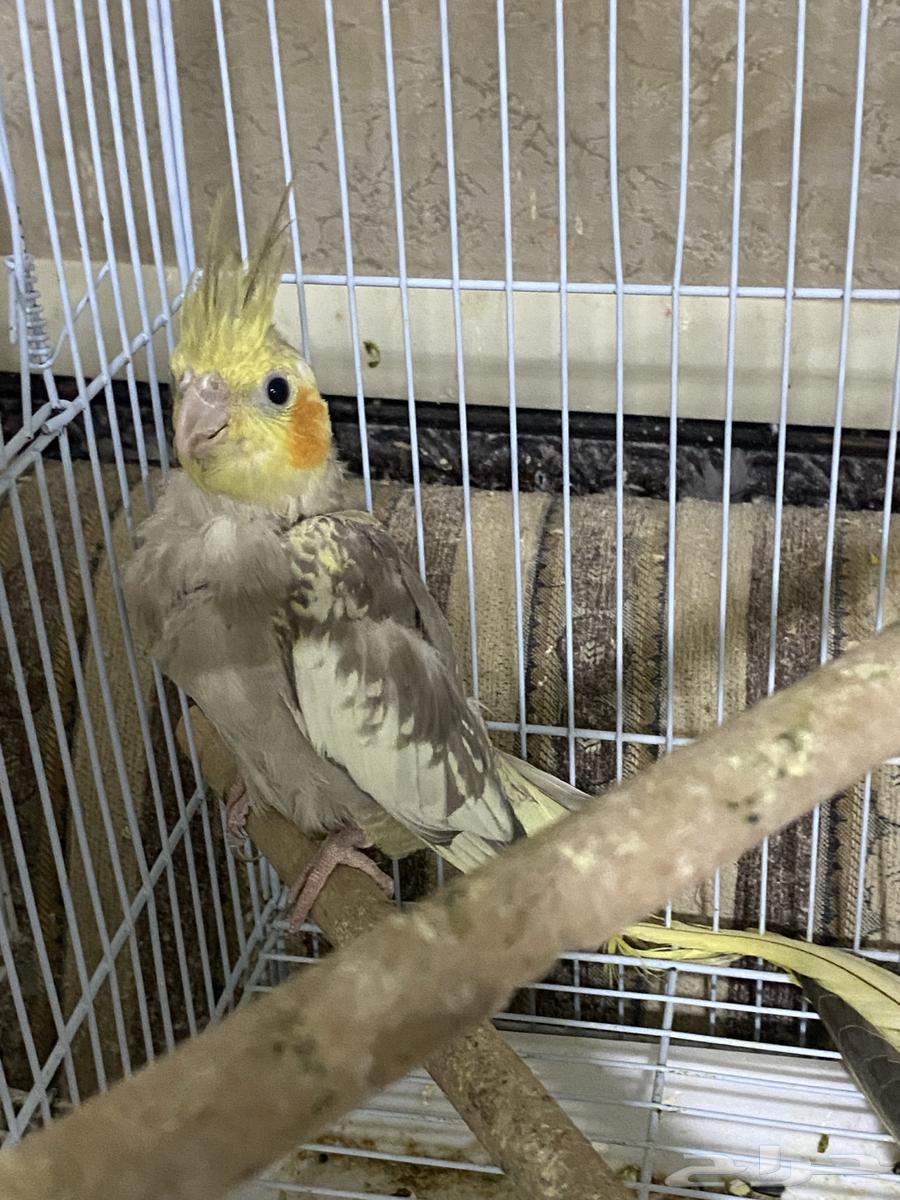 Crow64561517342467111